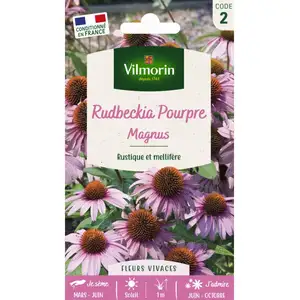 RUDBECKIA ECHINACEA POURPRE MAGNUS VILMORIN pas cher