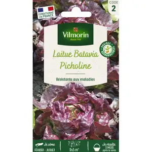 Laitue picholine Vilmorin pas cher