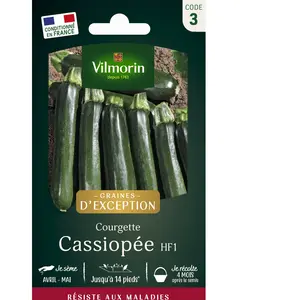 Courgette Cassiopée HF1 - Graines d'Exception | Vilmorin Jardin pas cher