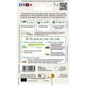 Tomate grappe pépite HF1 Vilmorin pas cher