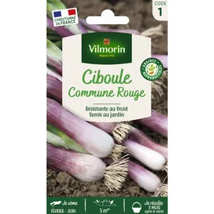 VILMORIN Ciboule Commune Rouge pas cher