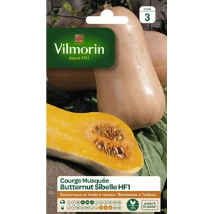 Courge Musquée Butternut Sibelle Vilmorin pas cher