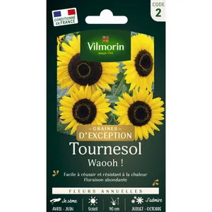 Tournesol Waooh Vilmorin pas cher