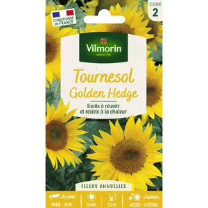 Tournesol Golden Hedge Vilmorin pas cher