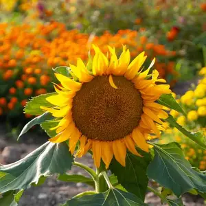 Tournesol Nain Sunspot Vilmorin pas cher
