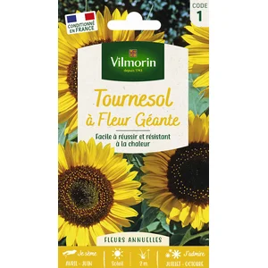 Graines de tournesol, à fleurs géantes, fleurs jaunes, Vilmorin pas cher