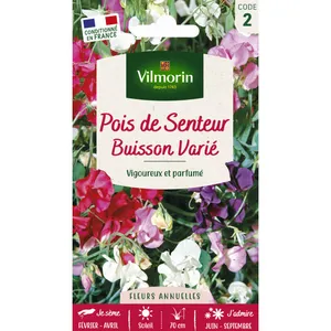 Pois de Senteur Buisson Varié Vilmorin pas cher
