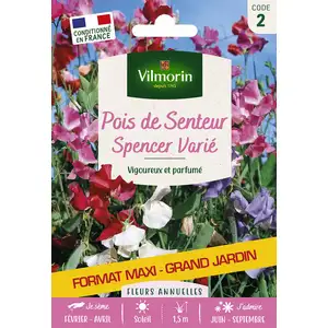 Pois de Senteur Spencer Varié Vilmorin pas cher