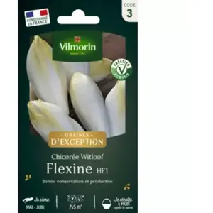 Graines de chicorée variété Witloof flexine HF1 Vilmorin pas cher