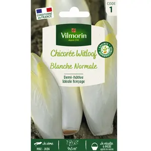 Chicorée Witloof (endive) Blanche Normale | Vilmorin Jardin pas cher