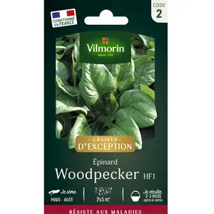 Epinard Woodpecker HF1 - Graines d'Exception | Vilmorin Jardin pas cher