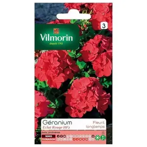 Graine de Géranium VILMORIN - HF2 éclat rouge - Variété très florifère