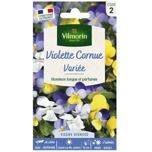 VILMORIN Viola Cornuta variée pas cher