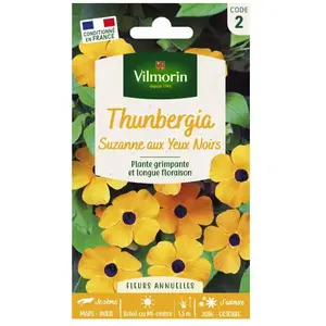 VILMORIN Thunbergia Alata Suzanne aux yeux noirs pas cher
