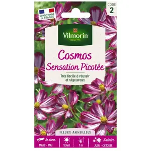 VILMORIN Cosmos Picotée pétales blancs bordes rouge pas cher