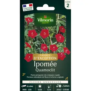 VILMORIN Ipomée Quamoclit à petites fleurs écarlates pas cher