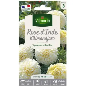 VILMORIN Rose d’Inde Kilimandjaro blanche pas cher