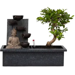 Plant In A Box - Bonsaï avec système d'eau - Bouddha - Hauteur 25-35cm pas cher