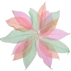 Comparateur de prix : Feuilles transparentes, set de 20
