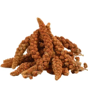 5 kg de millet rouge Lyra Pet®Vendu paramazon