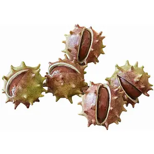 LOBERON Lot de 5 marrons décoratifs Léo, rouge/marron/vert (6 x 6.5 x 6cm)Vendu parloberon