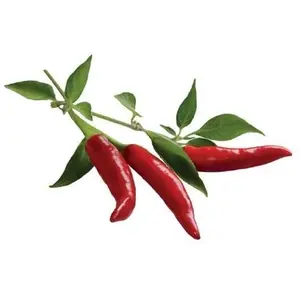 EMSA Click & Grow recharges pour jardinière Smart Herb Garden Piment Pack de 3 pas cher