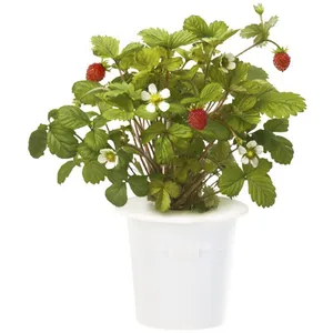 EMSA Recharge triple de Fraises des bois pour Smart Garden - Click and Grow pas cher