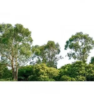 Architects Paper TREETOPVendu pararchiproducts