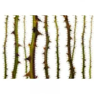 Architects Paper BLURRED THORNS pas cher