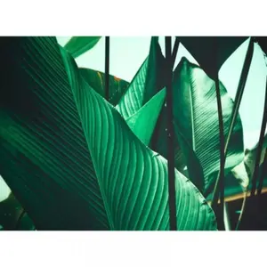 Architects Paper LEAF STALKS pas cher