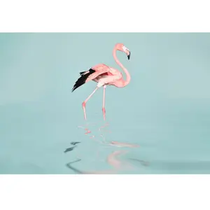 Architects Paper FLAMINGO WATER pas cher