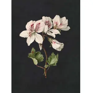 Architects Paper MIDNIGHT GARDENVendu pararchiproducts