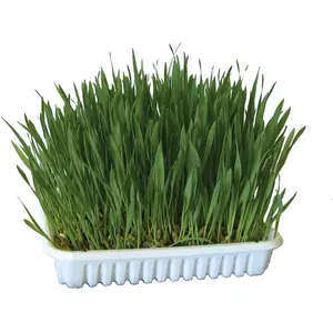 Kerbl Herbe à ronger 100g, blé/avoine/orge pas cher