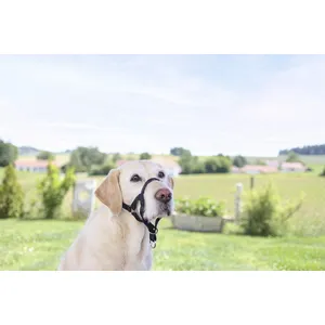 Kerbl 2208440 Maxicoach Dressage/Conduite pour Chien Noir 38 cm pas cher