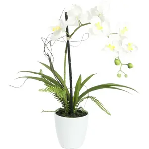 Europalms 82530346 Orchid Arrangement, Multicolore, Taille Unique pas cher