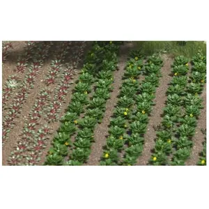 Légumes, Salade Busch 1222 H0 pas cher