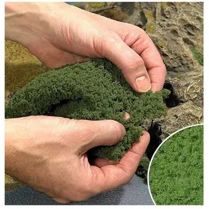 Comparateur de prix : Moss green flocking May - uv x 5 - Busch Trains miniatures : décors