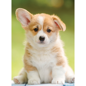 Nathan Ravensburger Puzzle 500 pièces : Adorable corgi pas cher