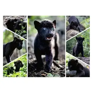 Nathan Ravensburger Puzzle 1500 pièces : Collection Vie Sauvage - Le dernier jaguar pas cher
