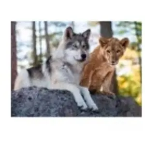 Nathan Puzzle 500 pièces : Le loup et le lion pas cher