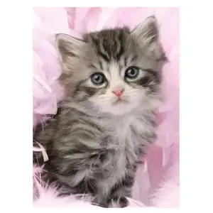 Douceur de chaton 500 Pièces Ravensburger pas cher