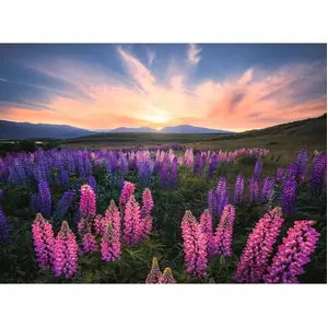 Nature Edition - Lupins 500 Pièces  Ravensburger