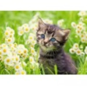 Chaton dans le Pré 500 Pièces Ravensburger pas cher