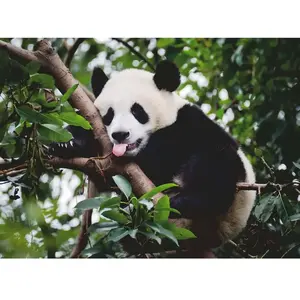 Le Panda 500 Pièces Ravensburger pas cher