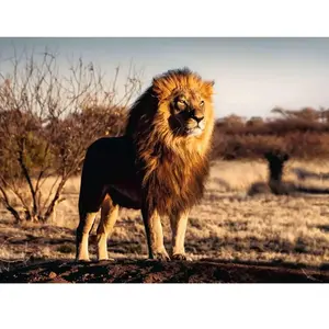 Ravensburger Verlag GmbH Puzzle 1500 pièces - Le lion, le roi des animaux pas cher