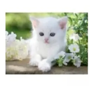 Chaton blanc 1500 Pièces  Ravensburger