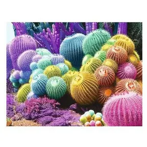 Comparateur de prix : Ravensburger Puzzle 2000 pièces : Arc-en-ciel de cactus