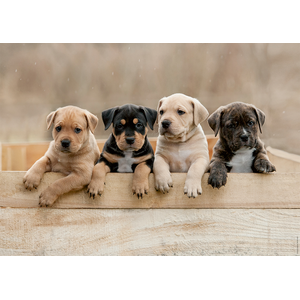 Nathan Ravensburger Puzzle 1000 pièces : Collection Tendresse - Les American Staffordshire Terriers pas cher