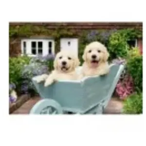 Ravensburger Puzzle 200 pièces : Golden Retriever pas cher