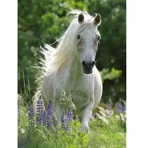 Pièces XXL - White Horse 100 Pièces Ravensburger pas cher